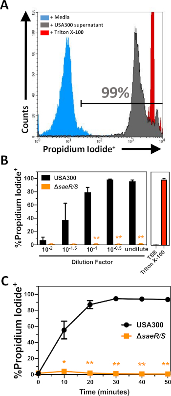 Flow cytometry graphs analyzing propidium iodide uptake; USA300 strain, dilution, time effects.