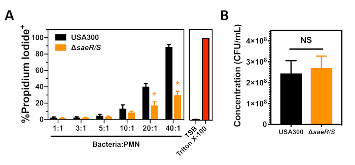 Bacterial viability graph; propidium iodide assay and CFU comparison; bar graph analysis.