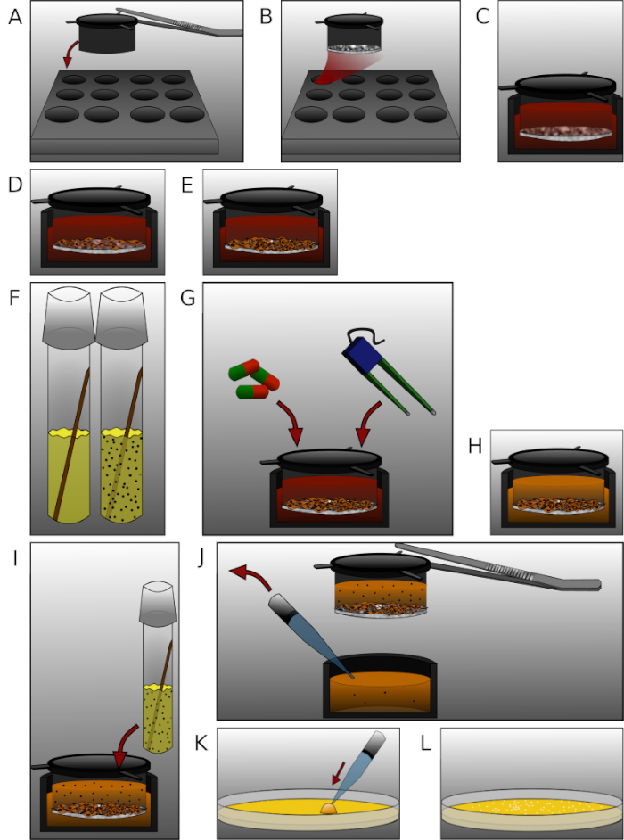 Microbial culture experiment diagram; inoculation, incubation, and sample analysis process.