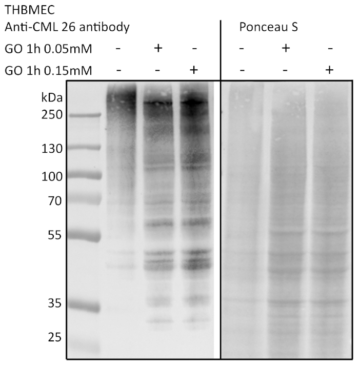 Protein analysis using Western blot and Ponceau S staining, showing antibody reactivity comparison.