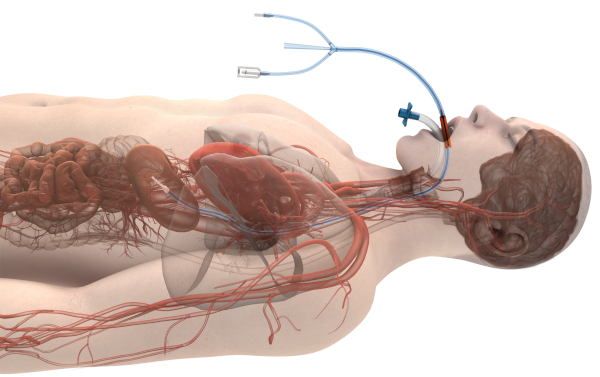 figure-results-1 Human circulatory system diagram; 3D anatomy showing heart, veins, arteries.