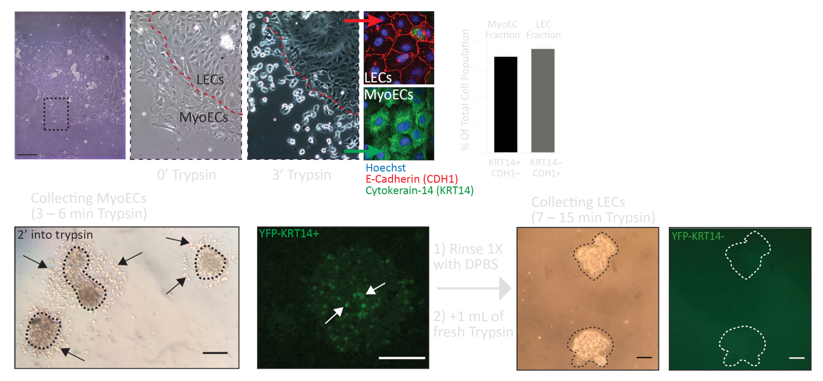Generation of Mosaic Mammary Organoids by Differential