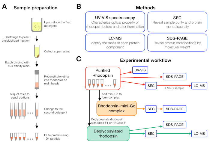 figure-results-1 Sample preparation process and experimental workflow diagram for protein analysis using UV-VIS spectroscopy, SEC, LC-MS, and SDS-PAGE.