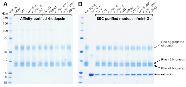 figure-results-4 Affinity and SEC purified rhodopsin; SDS-PAGE gel electrophoresis; protein separation analysis.