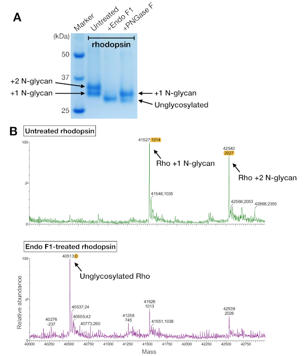 figure-results-5 Rhodopsin glycosylation analysis; gel electrophoresis and mass spectrometry results, protein study.