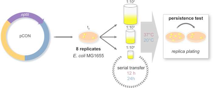 figure-results-2 E. coli persistence test; diagram of serial transfer, replica plating, and temperature variation.