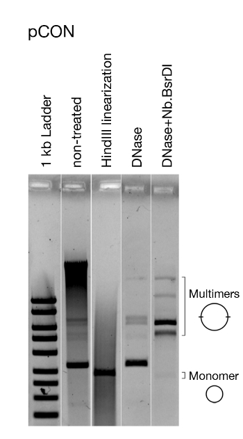 figure-results-5 DNA gel electrophoresis, restriction analysis, linearization, DNase digestion results, multimer bands.