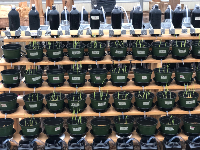 figure-protocol-3 Greenhouse experiment setup for plant growth under controlled watering; multiple pot arrangement.