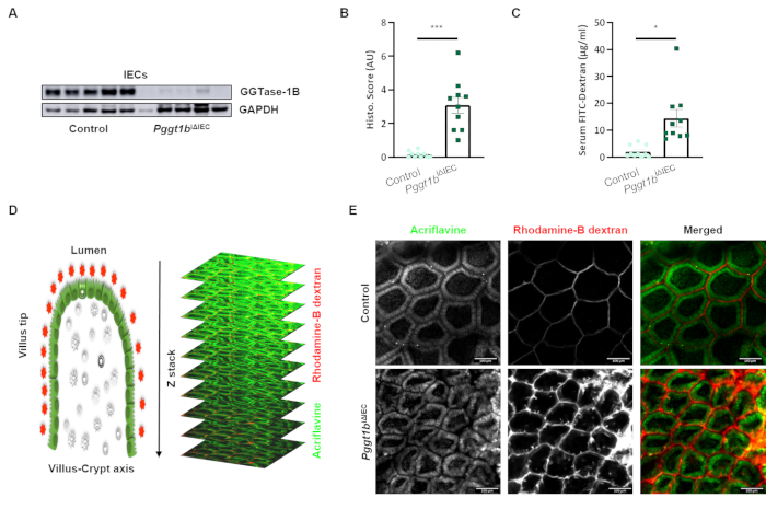 Immunoblot, histological analysis, and fluorescence microscopy for intestinal barrier integrity study.