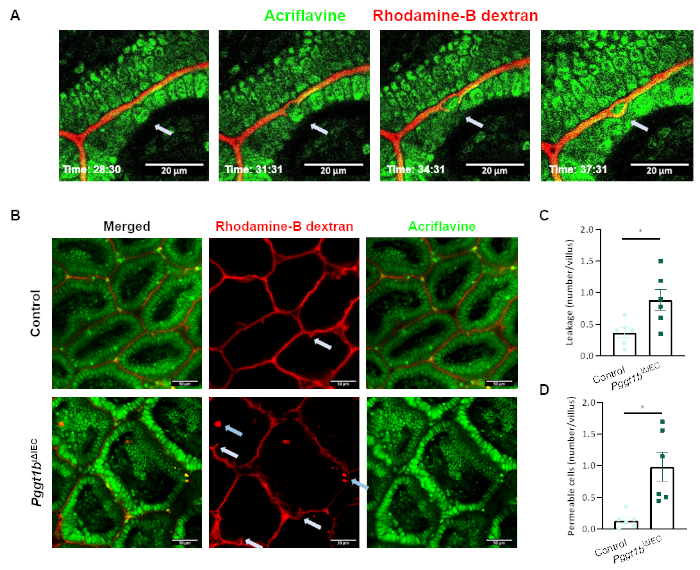 Microscopy of acriflavine, Rhodamine-B dextran in tissue, with leakage analysis graphs.