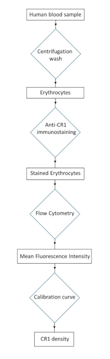 Video: Measuring Erythrocyte Complement Receptor 1 Using Flow Cytometry
