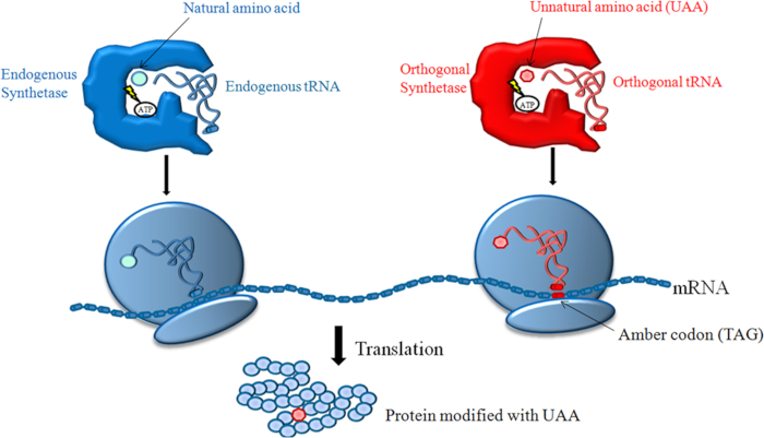 figure-results-1 蛋白质合成示意图;天然与非天然氨基酸的整合;mRNA、tRNA、翻译过程。