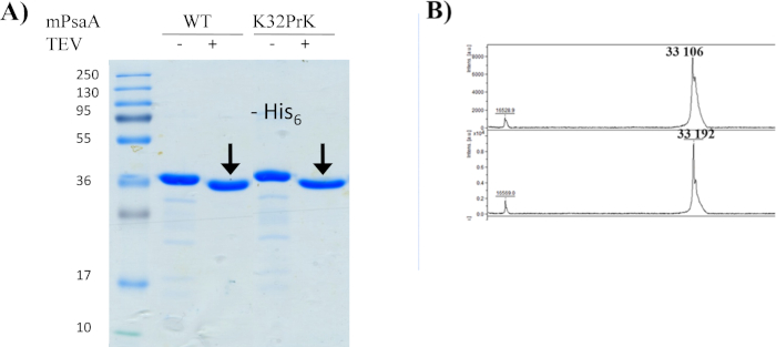 figure-results-4 SDS-PAGE 凝胶与色谱图;蛋白质纯化与分析,His标签mPsaA的检测。