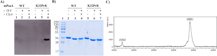 figure-results-6 通过蛋白质印迹、SDS-PAGE 和质谱进行蛋白质分析;电泳结果。