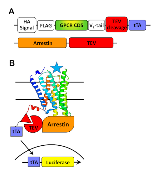 Gene editing diagram; shows GPCR construct and signaling pathway for protein expression analysis.