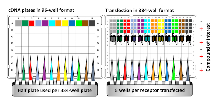 cDNA and transfection process diagram, 96 and 384-well formats, illustrating experimental setup.