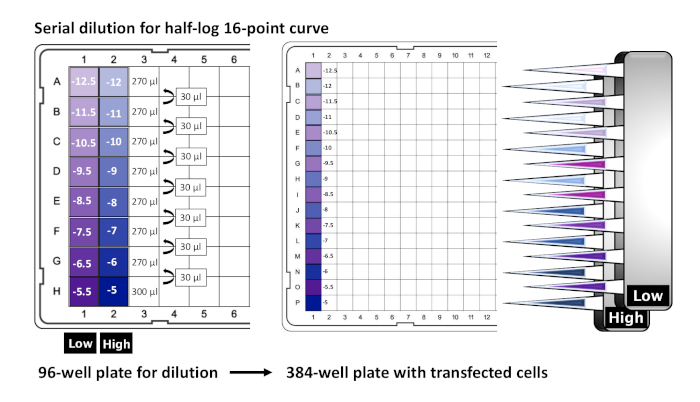 Serial dilution process with 96-well to 384-well plate setup for transfected cell analysis.