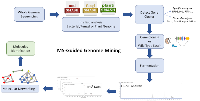 MS-guided genome mining diagram; whole genome sequencing, gene cluster detection, LC-MS analysis.