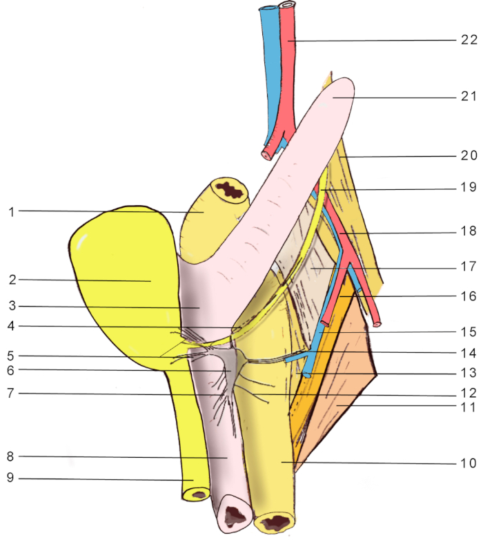 figure-results-2 Anatomy diagram, human heart and vessels, labeled parts, cardiovascular study, medical illustration.