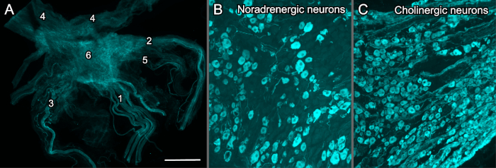 figure-results-3 Microscopy images of noradrenergic and cholinergic neurons; cell morphology and neuronal distribution.