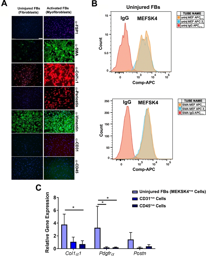 Fibroblast activation analysis; stained cell microscopy, flow cytometry graph, gene expression chart.