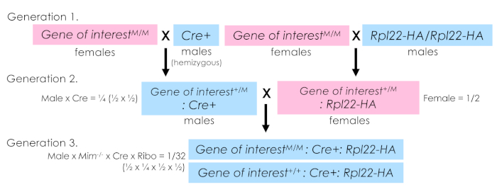 Genetic inheritance diagram with gene interest, Cre+ crossing generations; visualizes heredity.