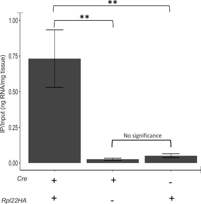 Bar graph of RNA immunoprecipitation; significant enrichment with Cre and Rpl22HA expression.