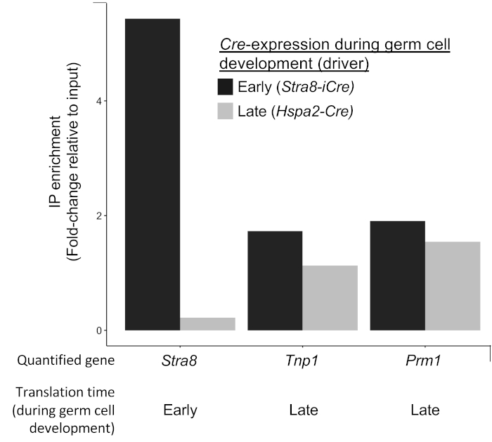 Cre expression chart in germ cells; IP enrichment vs quantified genes (Stra8, Tnp1, Prm1); early/late.