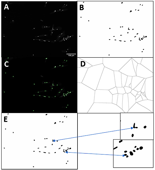 Microscopy image and diagram illustrating cell division analysis; includes cell segmentation process.