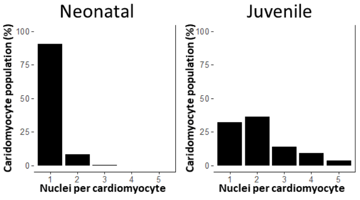 Neonatal vs. juvenile cardiomyocyte nuclei count comparison chart; cell population percentage graph.