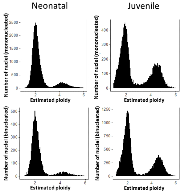 Neonatal vs Juvenile ploidy distribution; histogram comparison of mononucleated, binucleated nuclei.