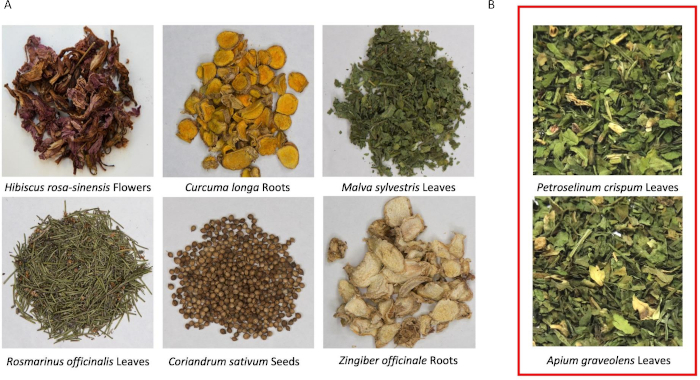 figure-results-1 Herbal specimen diagram showing various plant roots, leaves, seeds for botanical study.