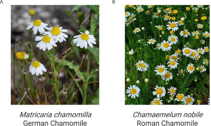 figure-results-3 German vs. Roman chamomile plant comparison; Matricaria chamomilla, Chamaemelum nobile flowers.
