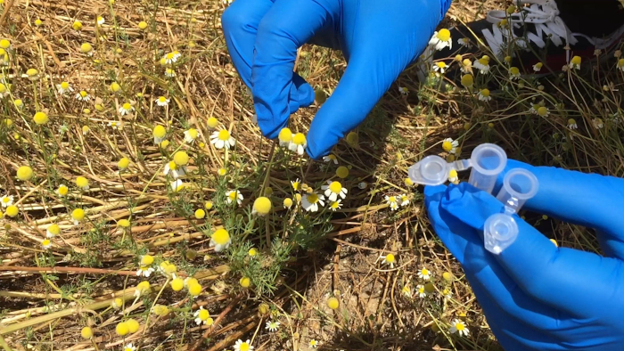 figure-results-4 Field chromatography sampling, flower extraction setup, experiment, ecological data collection.