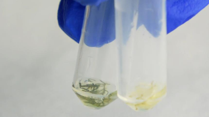 figure-results-6 DNA extraction process, isolated strands in test tubes, laboratory experiment.