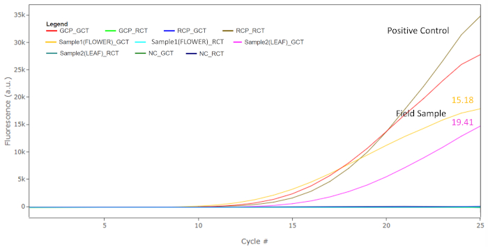 figure-results-7 PCR fluorescence cycle graph showing positive control and sample amplification curves.
