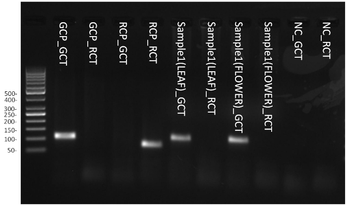 figure-results-8 Gel electrophoresis result; DNA band separation; lane labels; size markers 50-500 bp.