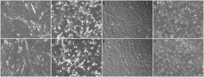 figure-results-2 Cell culture experiment, microscope images; cellular morphology in variable conditions, comparative analysis.