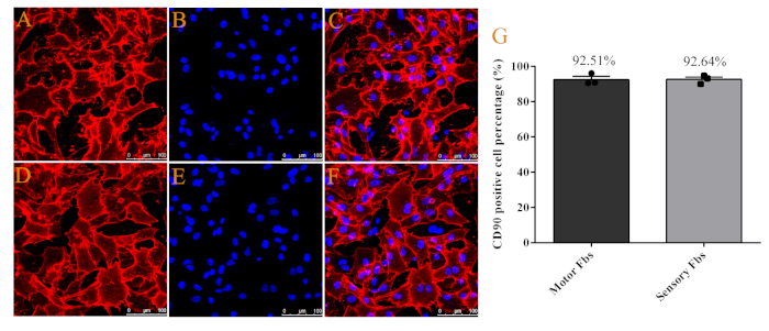 figure-results-3 Fluorescence microscopy images of cells; CD90 analysis; bar chart; cell marker expression study.