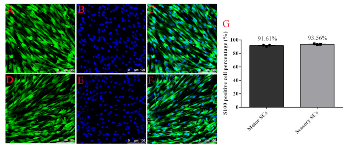 figure-results-4 Fluorescence microscopy of S100-positive cells and bar graph comparing motor vs sensory SCs.