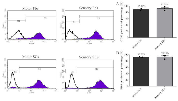 figure-results-5 Flow cytometry graphs and bar charts analyzing CD90/S100 positivity in motor/sensory cells.