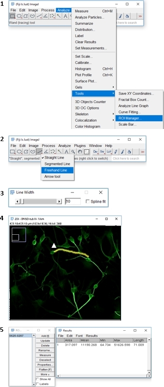 Image analysis process using ROI manager; diagram illustrating steps in microscopy data processing.