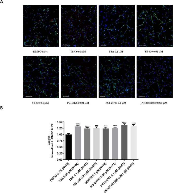 Cell morphology with treatments; fluorescence microscopy results; bar graph comparing cell lengths.