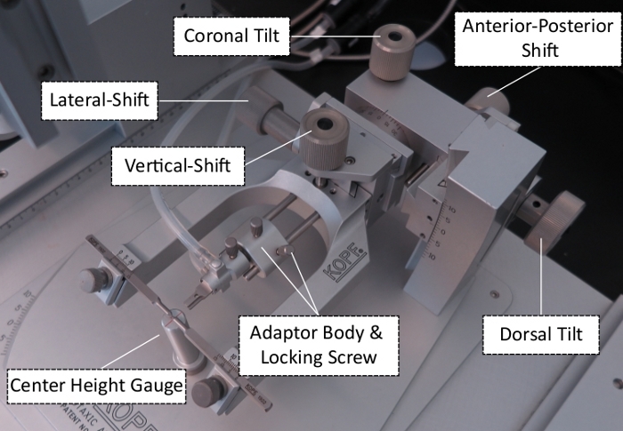 Stereotaxic apparatus diagram with labeled knobs for animal brain positioning in neuroscience research.