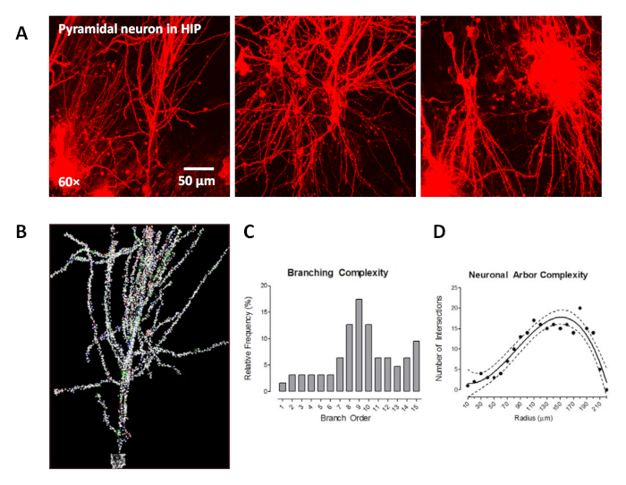 figure-results-2 Pyramidal neuron, hippocampus images; branching complexity analysis; neuron arbor complexity graphs.