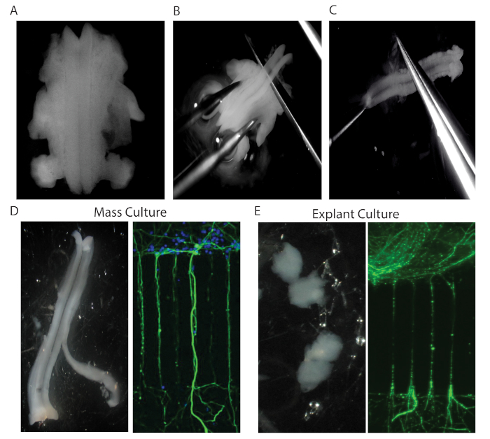 figure-results-3 Neuroscience explant culture diagram: tissue dissection, mass versus explant culture microscopy.