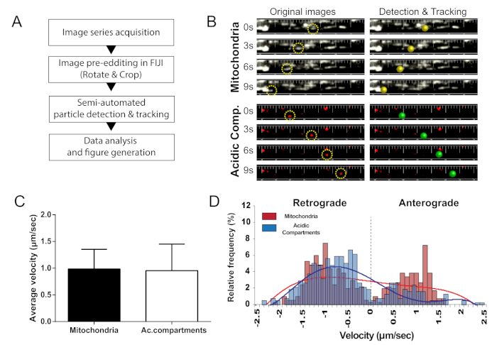 figure-results-5 Image series analysis workflow; diagram, particle tracking (B), velocity chart (C), histogram (D).