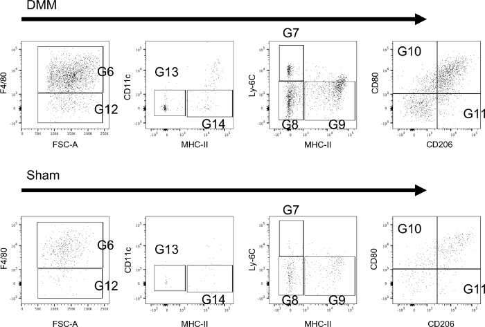Flow Cytometry Analysis of Immune Cell Subsets within the Murine Spleen ...