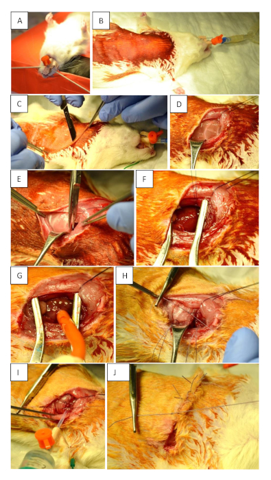 Surgical procedure sequence on chicken limb, highlighting dissection and suturing techniques.