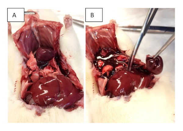 Animal dissection procedure for organ study, detailing liver and heart anatomy, experimental setup.